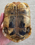 Tunisian Tortoises 5" Male High Yellow (Testudo graeca nabeulensis) (TT114)