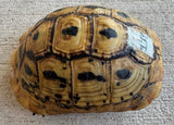 Tunisian Tortoises 5" Male High Yellow (Testudo graeca nabeulensis) (TT114)