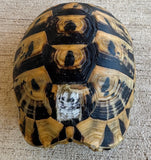 Tunisian Tortoises 6" Female (Testudo graeca nabeulensis) (TT116)