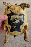 Tunisian Tortoises 6" Female (Testudo graeca nabeulensis) (TT116)