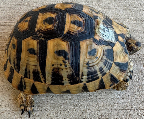 Tunisian Tortoises 6" Female (Testudo graeca nabeulensis) (TT116)