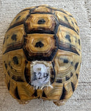 Tunisian Tortoises 5.5" Male High Gold (Testudo graeca nabeulensis) (TT129)