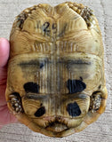 Tunisian Tortoises 5.5" Male High Gold (Testudo graeca nabeulensis) (TT129)