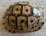 Tunisian Tortoises 5.5" Male High Gold (Testudo graeca nabeulensis) (TT129)