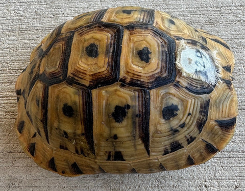 Tunisian Tortoises 5.5" Male High Gold (Testudo graeca nabeulensis) (TT129)
