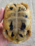 Tunisian Tortoises 4.5" Male High Gold (Testudo graeca nabeulensis) (TT14)
