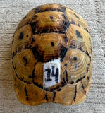 Tunisian Tortoises 4.5" Male High Gold (Testudo graeca nabeulensis) (TT14)