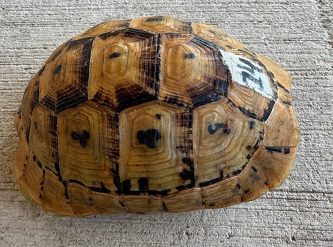 Tunisian Tortoises 4.5" Male High Gold (Testudo graeca nabeulensis) (TT14)