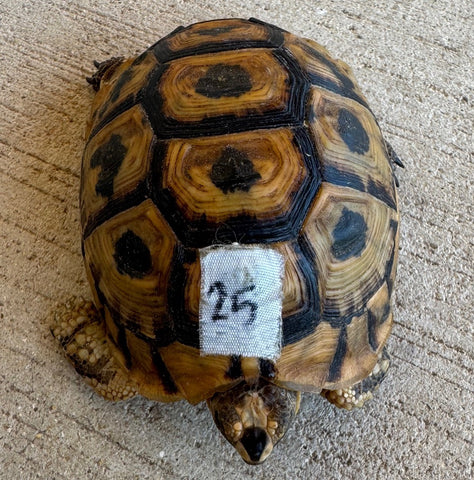 Tunisian Tortoises Female (Testudo graeca nabeulensis) (TT25)