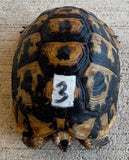 Tunisian Tortoises Female (Testudo graeca nabeulensis) (TT3)