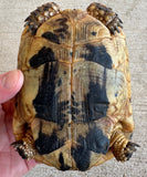 Tunisian Tortoises Female (Testudo graeca nabeulensis) (TT3)