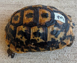 Tunisian Tortoises Female (Testudo graeca nabeulensis) (TT3)