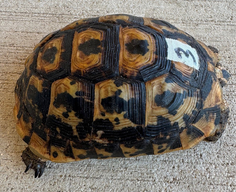 Tunisian Tortoises Female (Testudo graeca nabeulensis) (TT3)
