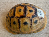 Tunisian Tortoises High Gold Female (Testudo graeca nabeulensis) (TT59