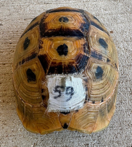 Tunisian Tortoises High Gold Female (Testudo graeca nabeulensis) (TT59