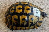Tunisian Tortoises 4.5 Male (Testudo graeca nabeulensis) (TT60)