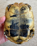 Tunisian Tortoises 4.5 Male (Testudo graeca nabeulensis) (TT60)