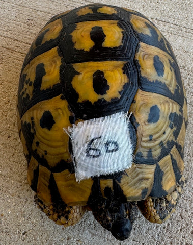 Tunisian Tortoises 4.5 Male (Testudo graeca nabeulensis) (TT60)