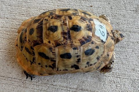 Tunisian Tortoises 4.5" Male (Testudo graeca nabeulensis) (TT69)