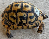 Tunisian Tortoises 5" Male (Testudo graeca nabeulensis) (TT74)