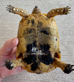 Tunisian Tortoises 5" Male (Testudo graeca nabeulensis) (TT74)