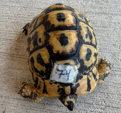 Tunisian Tortoises 5" Male (Testudo graeca nabeulensis) (TT74)