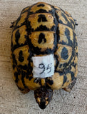 Tunisian Tortoises 5" Male (Testudo graeca nabeulensis) (TT95)