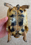 Tunisian Tortoises 5" Male (Testudo graeca nabeulensis) (TT95)