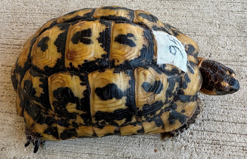 Tunisian Tortoises 5" Male (Testudo graeca nabeulensis) (TT95)