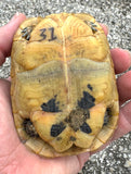 Tunisian Tortoises Female (Testudo graeca nabeulensis) (TT31)