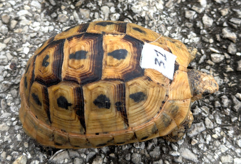 Tunisian Tortoises Female (Testudo graeca nabeulensis) (TT31)