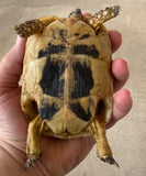 Tunisian Tortoises Female (Testudo graeca nabeulensis) (TTF37)