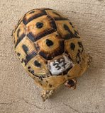 Tunisian Tortoises Female (Testudo graeca nabeulensis) (TTF37)