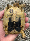 Tunisian Tortoises Female (Testudo graeca nabeulensis) (TT39)