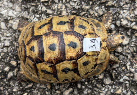Tunisian Tortoises Female (Testudo graeca nabeulensis) (TT39)