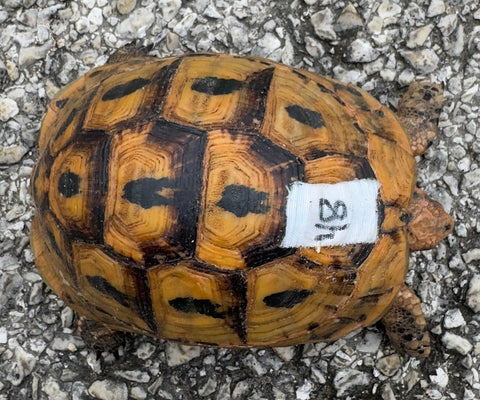 Tunisian Tortoises Female (Testudo graeca nabeulensis) (TT48)