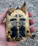 Tunisian Tortoises Female (Testudo graeca nabeulensis) (TTF54)