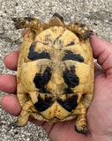 Tunisian Tortoises Female (Testudo graeca nabeulensis) (TTF56)