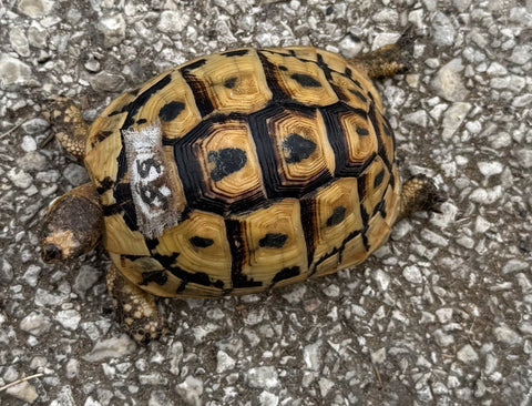 Tunisian Tortoises Female (Testudo graeca nabeulensis) (TTF56)