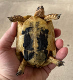 Tunisian Tortoises Female (Testudo graeca nabeulensis) (TTF67)