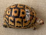 Tunisian Tortoises Female (Testudo graeca nabeulensis) (TTF67)