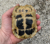 Tunisian Tortoises Female (Testudo graeca nabeulensis) (TT86)
