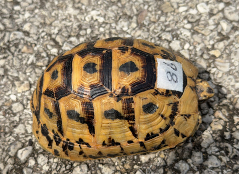 Tunisian Tortoises Female (Testudo graeca nabeulensis) (TT86)