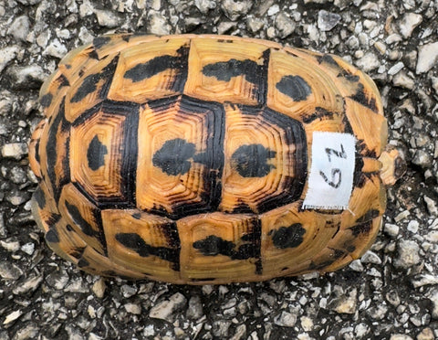 Tunisian Tortoises Male (Testudo graeca nabeulensis) (TT61)