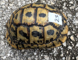 Tunisian Tortoises Male (Testudo graeca nabeulensis) (TT23)