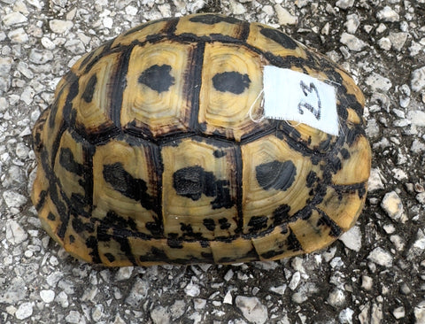 Tunisian Tortoises Male (Testudo graeca nabeulensis) (TT23)