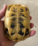 Tunisian Tortoises Male (Testudo graeca nabeulensis) (TTM33)