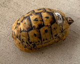 Tunisian Tortoises Male (Testudo graeca nabeulensis) (TTM33)