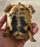 Tunisian Tortoises Male (Testudo graeca nabeulensis) (TTM43)
