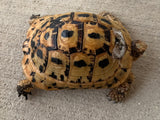 Tunisian Tortoises Male (Testudo graeca nabeulensis) (TTM43)